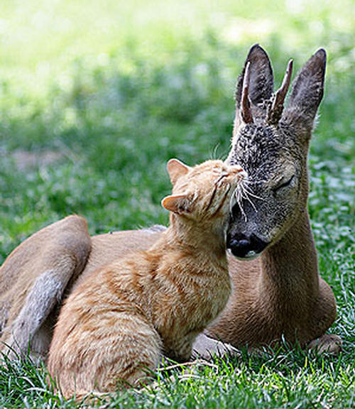 cat-deer-300.jpg
