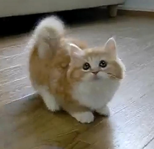kitten Igračka ili mačka?