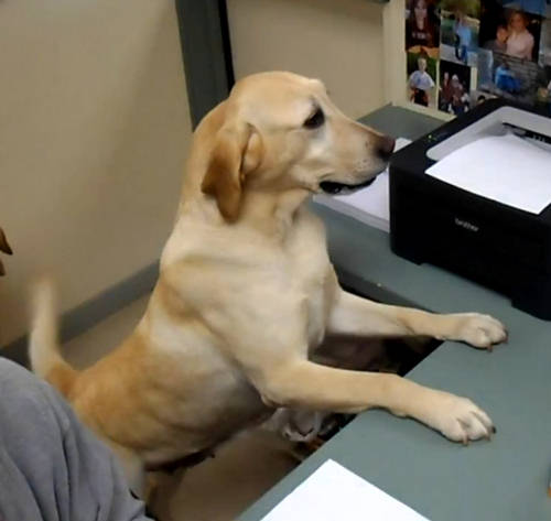 dog Najslađi recepcionar na svetu