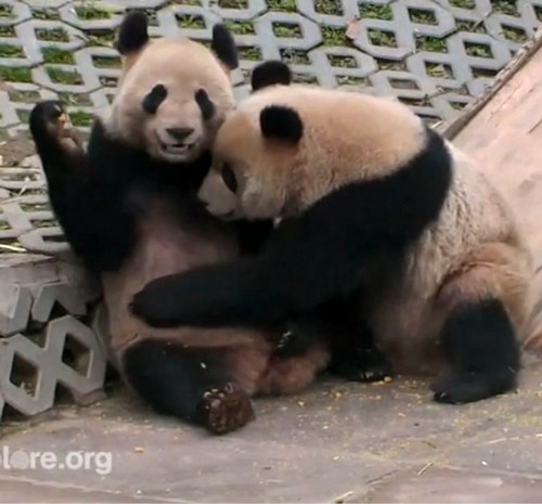 panda Ne, ovo je samo moj ručak!