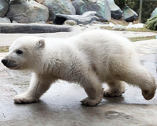polar-bear-1-440 polar bear 1 440 Ćao ljudi! Mali polarni meda se predstavio posetiocima