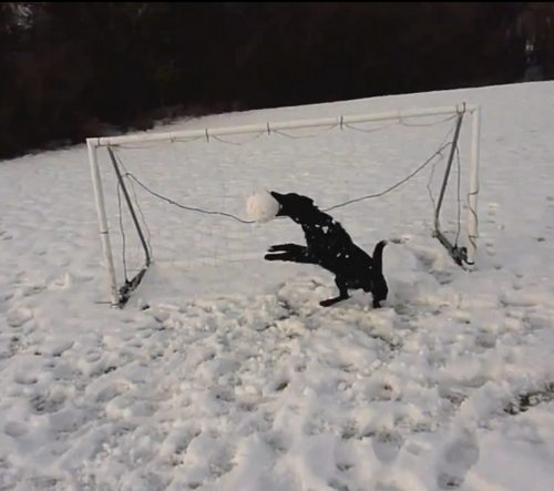 puppy Ovakav golman treba našoj fudbalskoj reprezentaciji